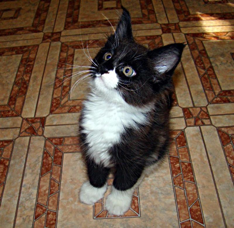 Они взяли крошечного котенка мейн-куна — полюбуйтесь, каким он стал через год!