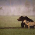 22835 Финский фотограф запечатлел необычную дружбу между волчицей и медведем