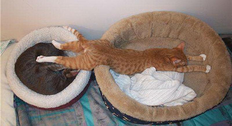 25 кошачьих поз для сна