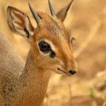 23859 Кения: дикдик — самая маленькая антилопа на свете