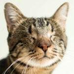 23981 Фотограф снимает слепых котов, чтобы помочь им найти хозяев