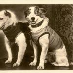 24315 [Из песочницы] “Эра собаки”: имена и истории из освоения космоса
