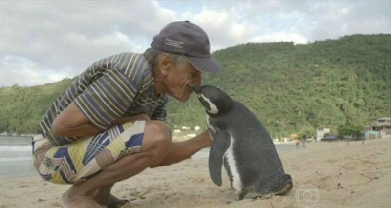 Пингвин каждый год проплывает более 8 тысяч километров, чтобы встретиться со своим спасителем