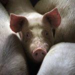 41313 Учёные продержали мозг свиньи в живом состоянии 36 часов после обезглавливания