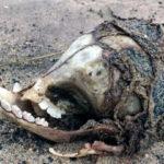 116294 На пляж в Линкольншире выбросило неопознанный череп