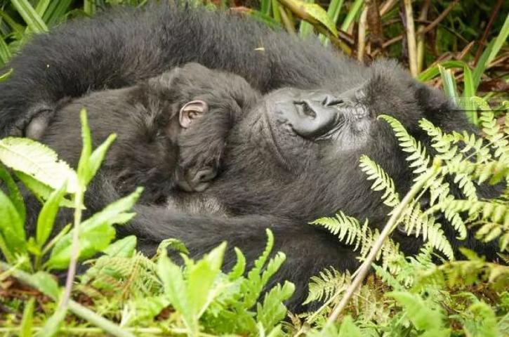 Чтобы молодая мать смогла передохнуть, юная горилла решила понянчить ее ребенка