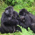 119056 Чтобы молодая мать смогла передохнуть, юная горилла решила понянчить ее ребенка