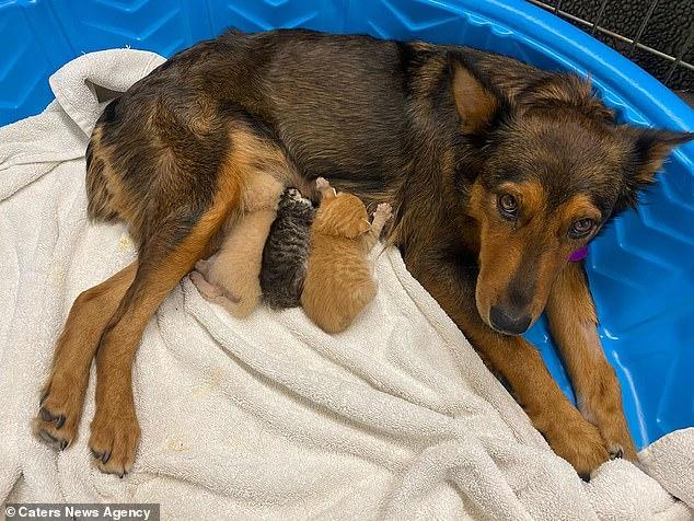 Осиротевшим котятам стала приемной мамой собака по кличке Джорджия