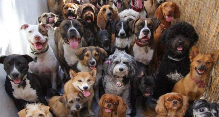 Парень из Баку спас уже 350 искалеченных собак!