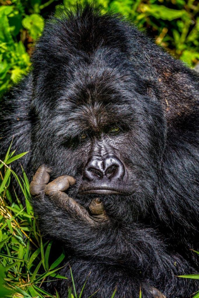 Комедийные снимки дикой природы 2020: лучшие работы международного конкурса