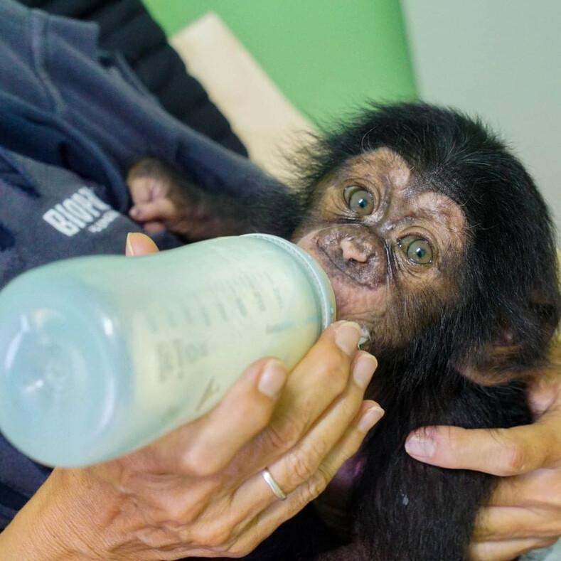 Брошенному детенышу шимпанзе, мягкая игрушка, на время заменила маму