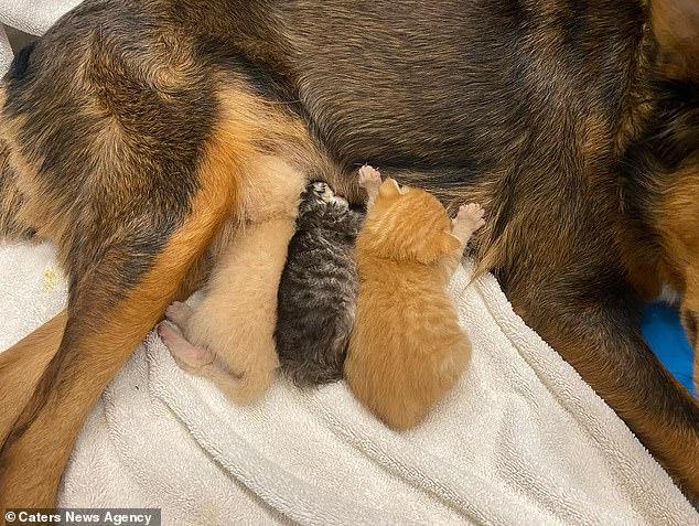 Осиротевшим котятам стала приемной мамой собака по кличке Джорджия