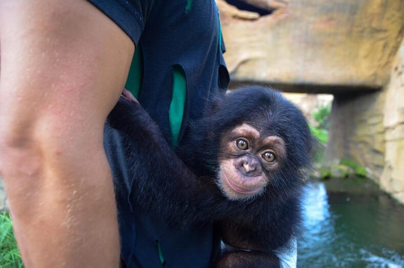 Брошенному детенышу шимпанзе, мягкая игрушка, на время заменила маму