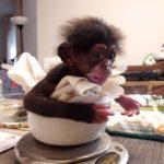 121514 Брошенному детенышу шимпанзе, мягкая игрушка, на время заменила маму