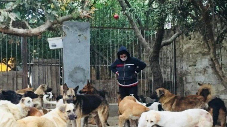 Парень из Баку спас уже 350 искалеченных собак!