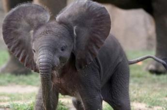 Вы видели, как слонята закатывают истерику родителям?