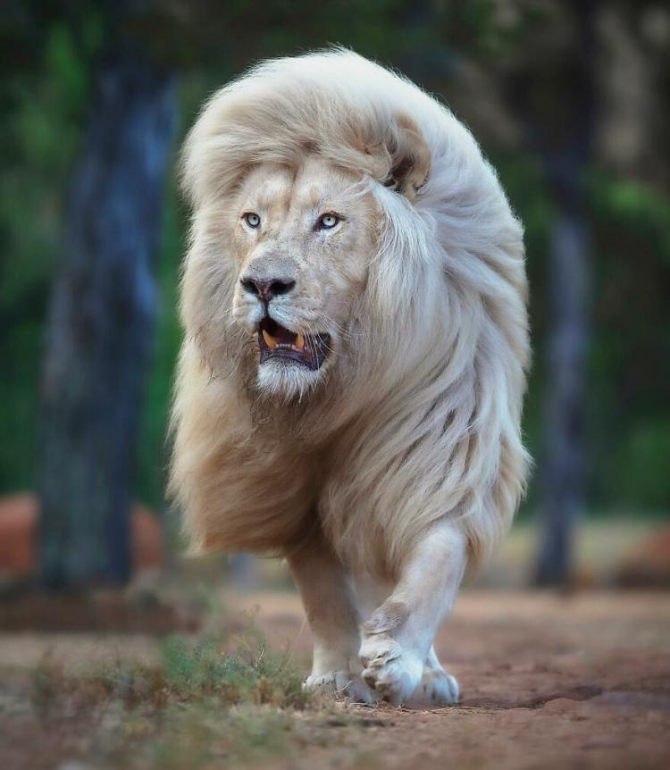 Британский фотограф увековечил царей природы: величественные и грозные