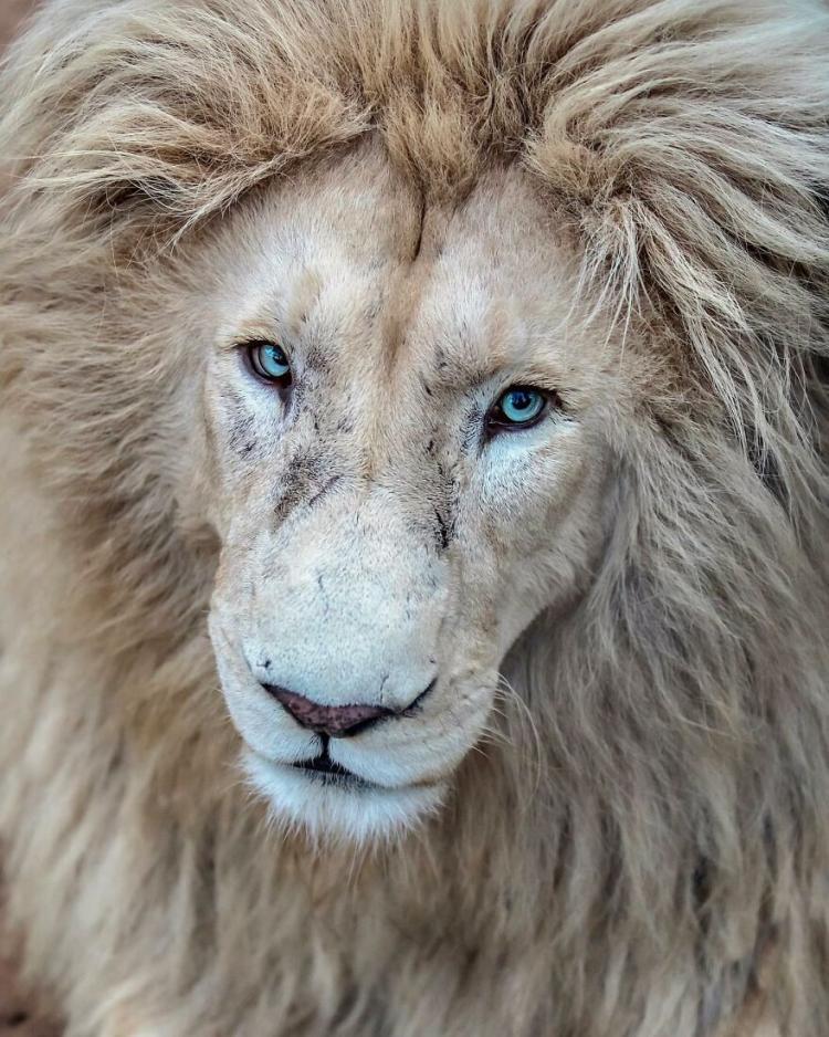 Британский фотограф увековечил царей природы: величественные и грозные