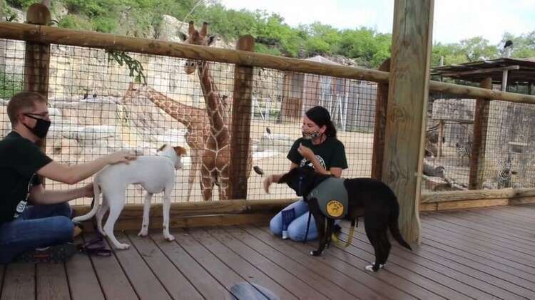 Бездомных животных привели в зоопарк, чтобы познакомить их с местными животными