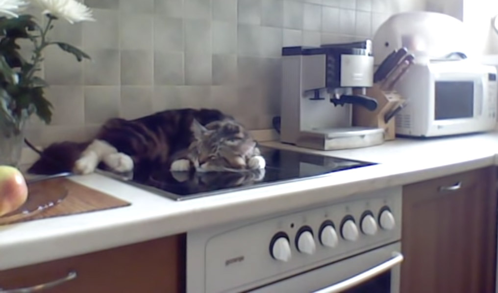 Реакция кота Никифора на замечания: мало того, что разлегся на кухонной плите, так еще и огрызается